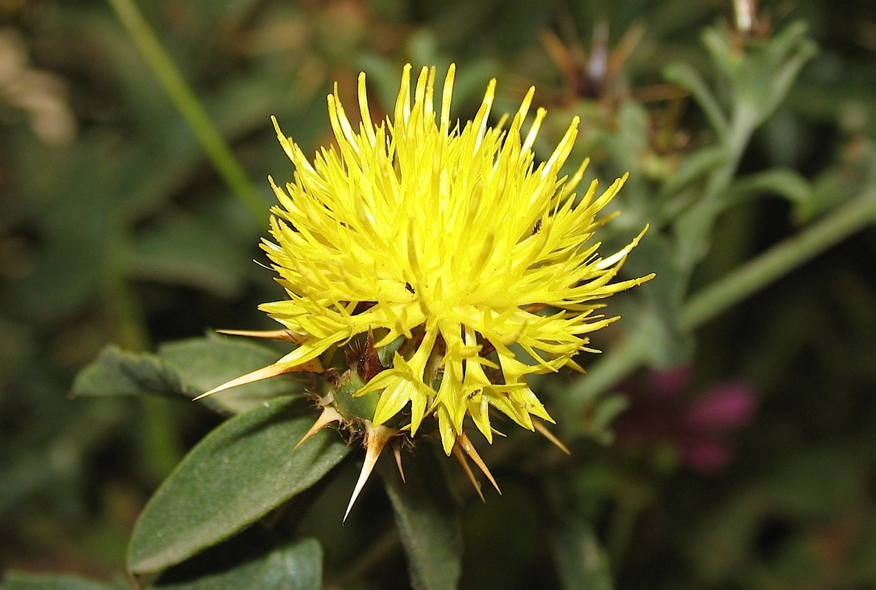 Centaurea sicula / Fiordaliso siculo